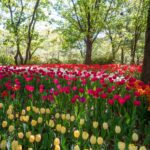 Seoul Forest: Tulips Between the Trees DSC08267