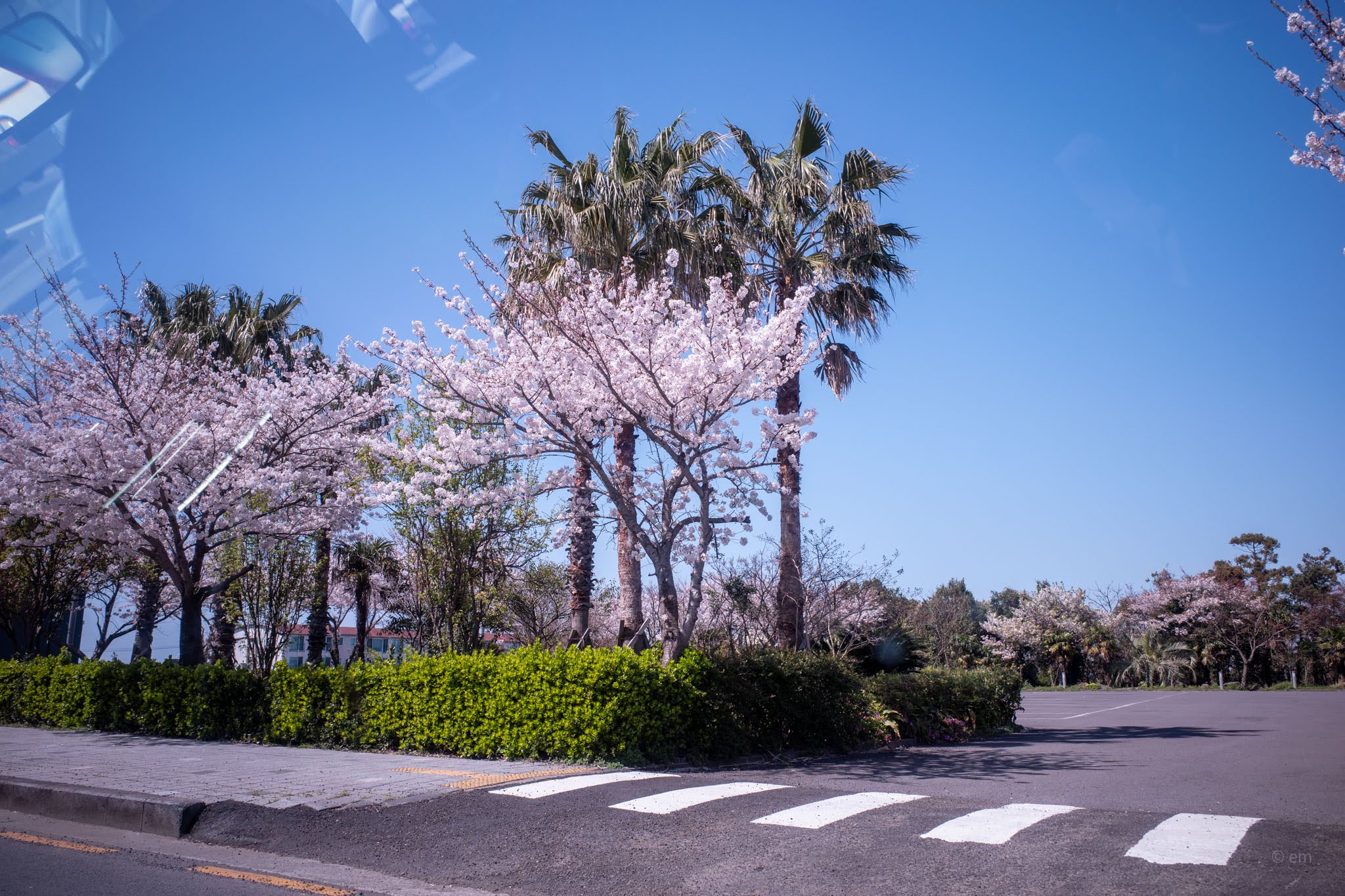 Jeju, Off the Route: Cherry Blossoms at Unexpected Places
