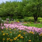 Yeonhui Forest Rest Area: A Garden on the Ansan Hillside Above Hongjecheon R0009015