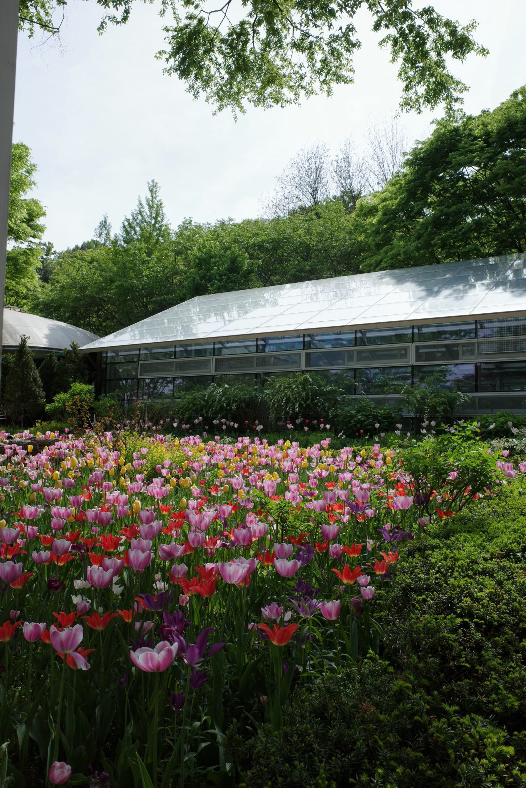Shingu University Botanic Garden, Seongnam: Fifty Varieties of Spring